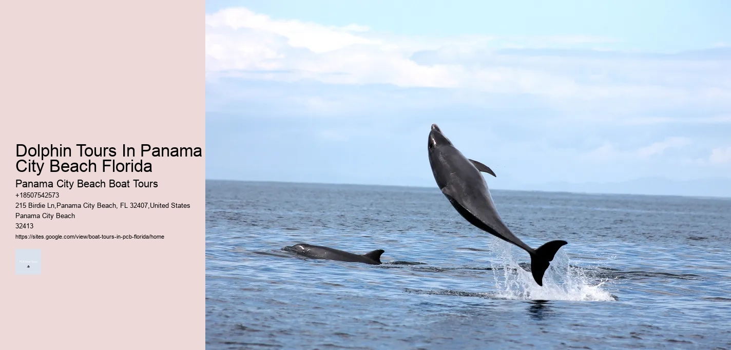 Dolphin Tours In Panama City Beach Florida Panama City Beach Boat Tours Dolphin Tours In Panama City Beach Florida