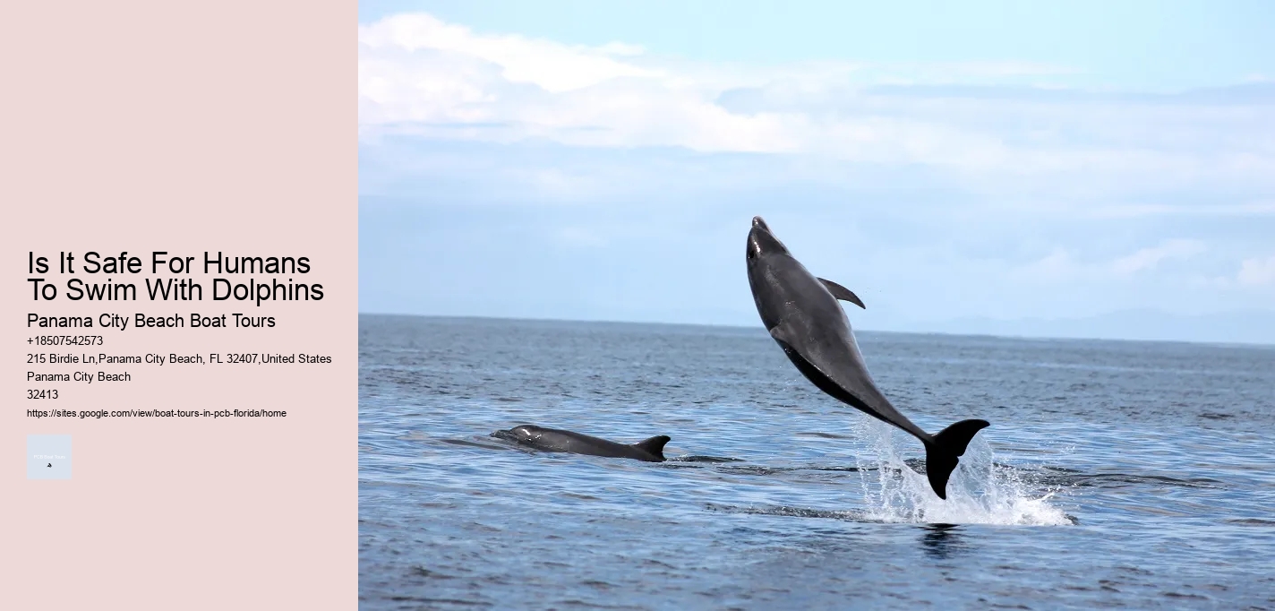 Is It Safe For Humans To Swim With Dolphins Panama City Beach Boat Tours Is It Safe For Humans To Swim With Dolphins