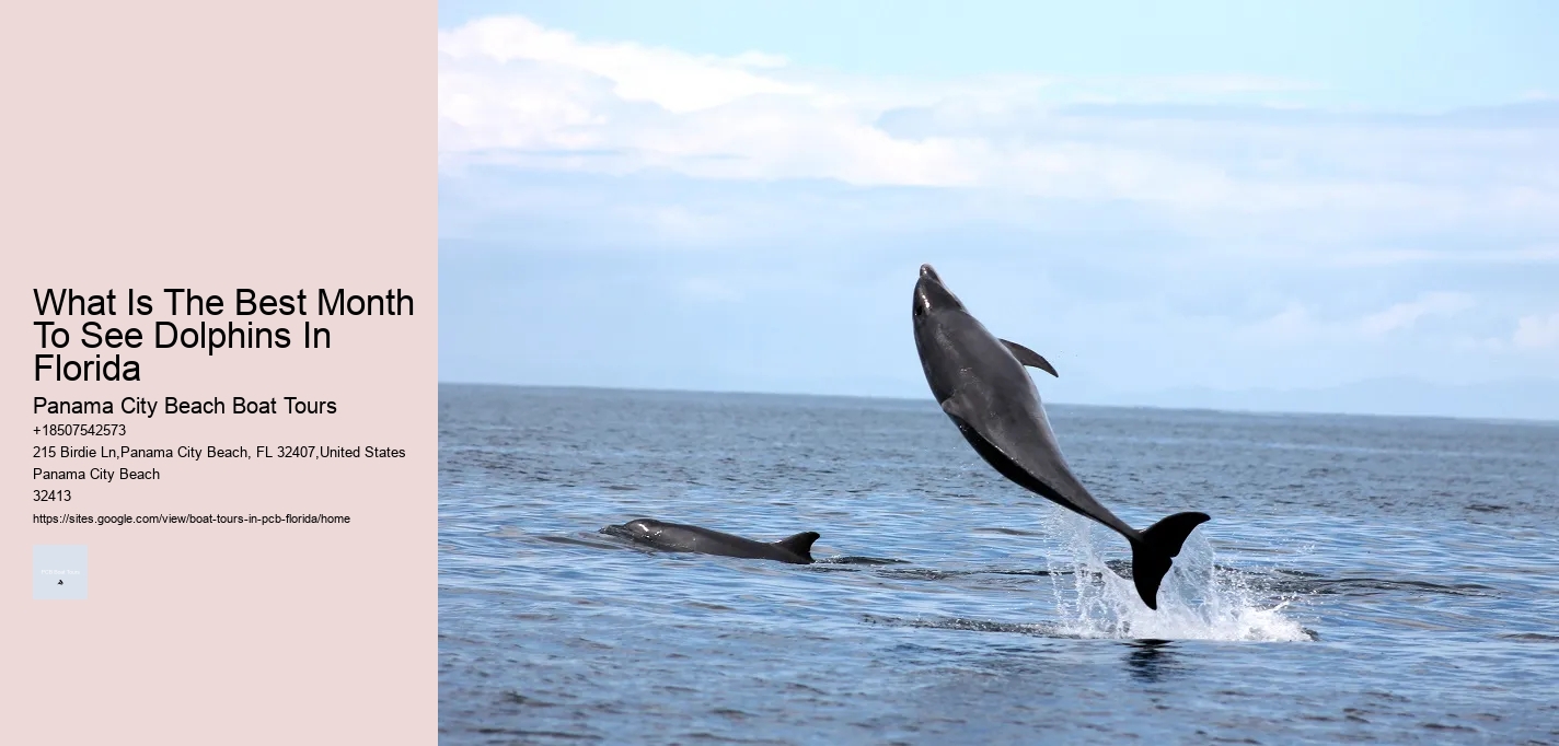 What Is The Best Month To See Dolphins In Florida Panama City Beach Boat Tours What Is The Best Month To See Dolphins In Florida
