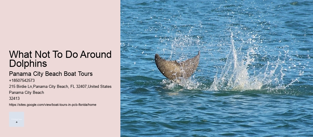 What Not To Do Around Dolphins Panama City Beach Boat Tours What Not To Do Around Dolphins