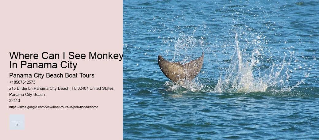Where Can I See Monkeys In Panama City Panama City Beach Boat Tours Where Can I See Monkeys In Panama City